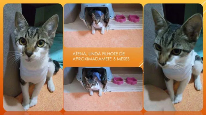 Gato ra a SRD idade 2 a 6 meses nome Atena