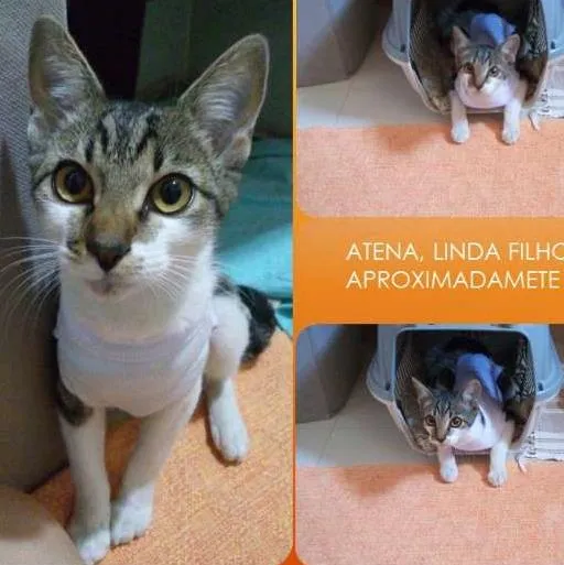 Gato ra a SRD idade 2 a 6 meses nome Atena