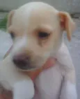 pipoca