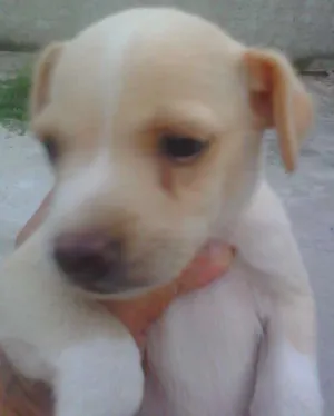 Cachorro raça misturado idade 2 a 6 meses nome pipoca