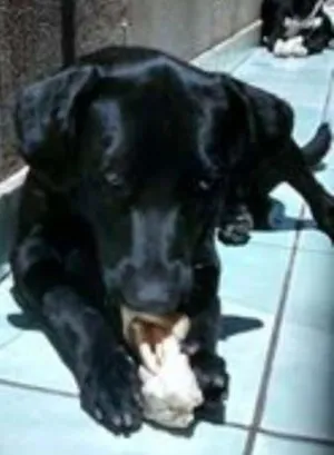 Cachorro raça  idade 2 anos nome Brownie