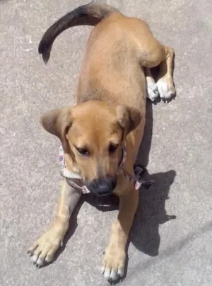 Cachorro raça vira lata com alguma raça idade 2 a 6 meses nome ainda nao tem