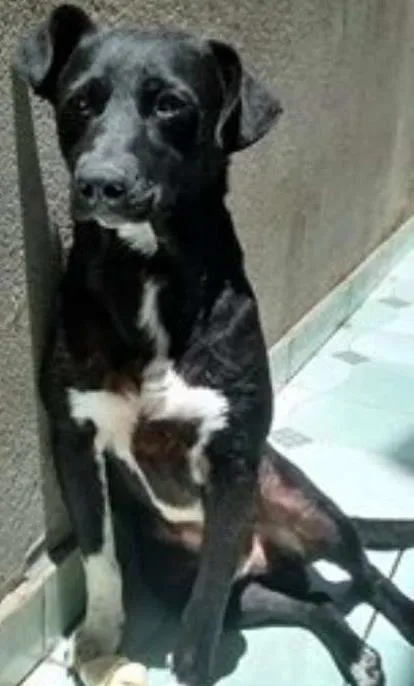 Cachorro ra a  idade 2 anos nome Hulk