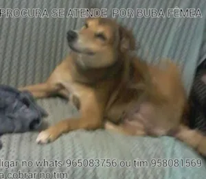 Cachorro raça viralata idade 6 ou mais anos nome buba