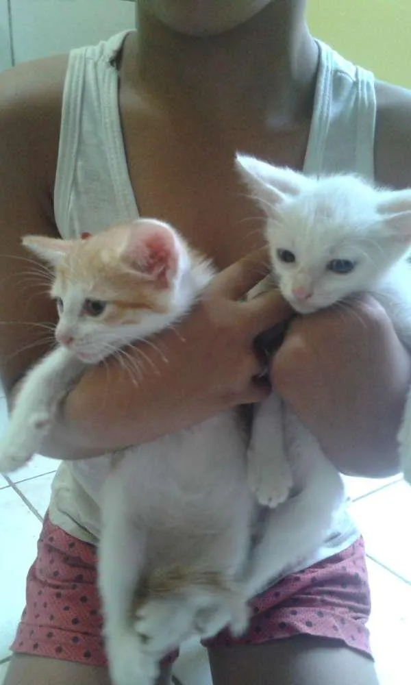 Gato ra a Siames com vira lata idade 2 a 6 meses nome Laila e lalinha