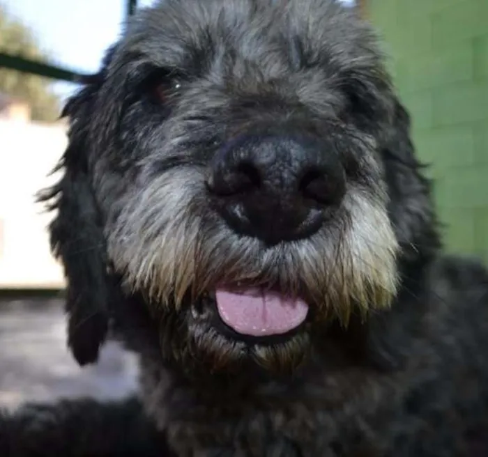 Cachorro ra a SRD idade 3 anos nome DOLAN, príncipe! 