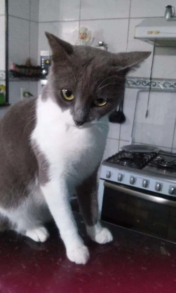 Gato ra a  idade 6 ou mais anos nome Menina