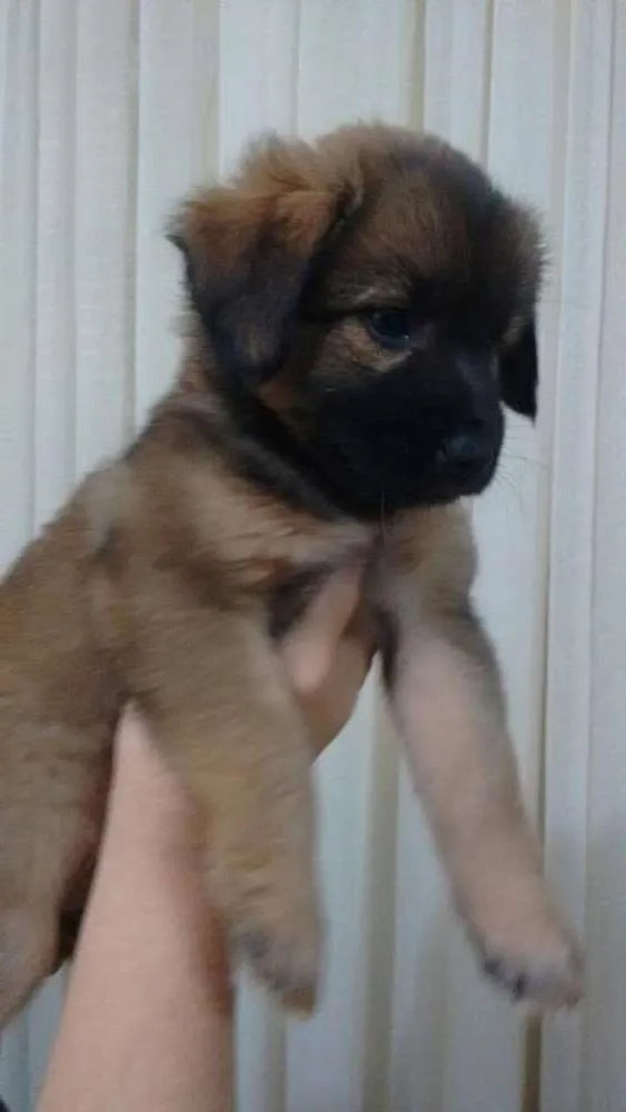 Cachorro ra a  idade Abaixo de 2 meses nome MILLA