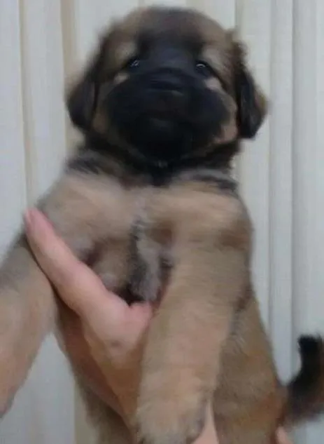 Cachorro ra a  idade Abaixo de 2 meses nome MILLA