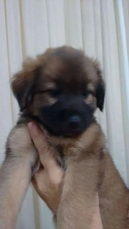 Cachorro ra a  idade Abaixo de 2 meses nome MILLA