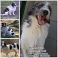 FAÍSQUINHA