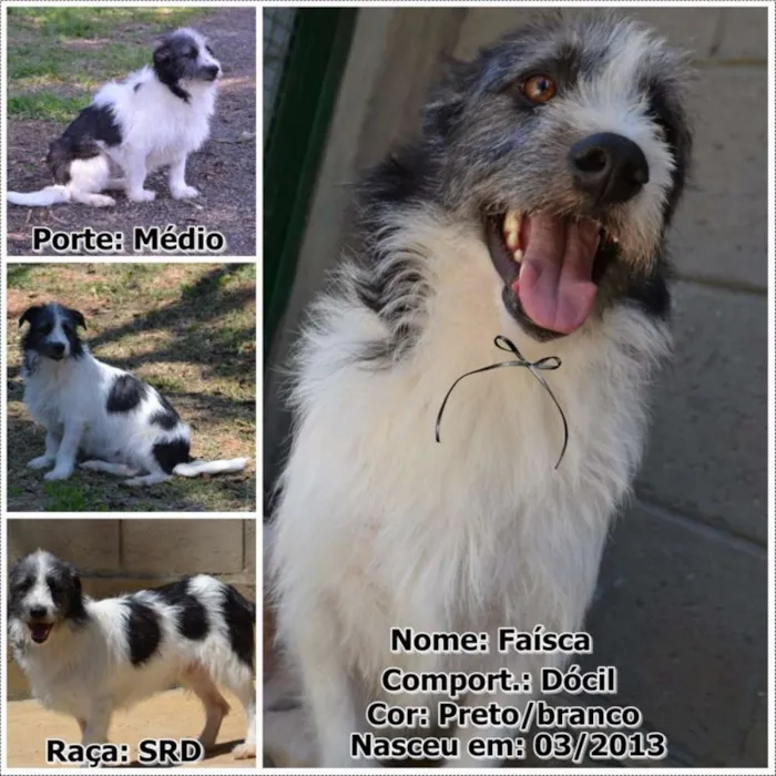 Cachorro ra a SRD idade 2 anos nome FAÍSQUINHA