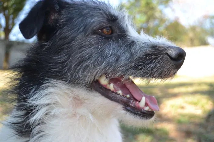 Cachorro ra a SRD idade 2 anos nome FAÍSQUINHA