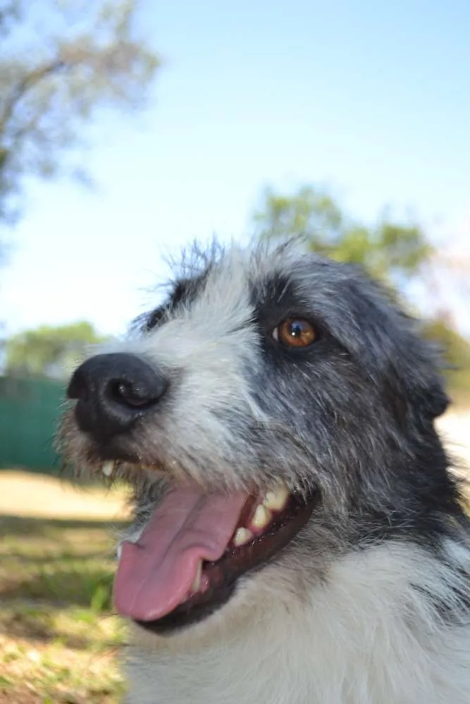 Cachorro ra a SRD idade 2 anos nome FAÍSQUINHA