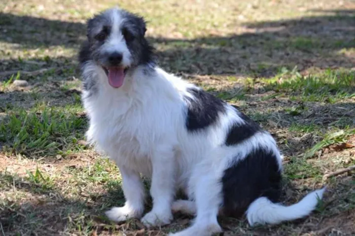 Cachorro ra a SRD idade 2 anos nome FAÍSQUINHA