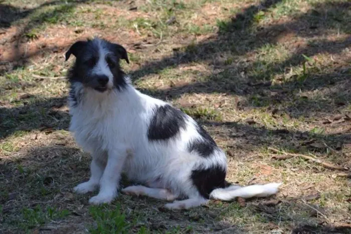 Cachorro ra a SRD idade 2 anos nome FAÍSQUINHA