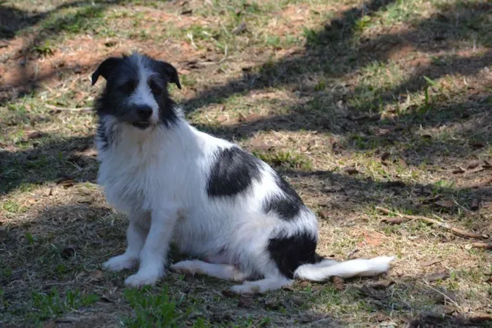 Cachorro ra a SRD idade 2 anos nome FAÍSQUINHA