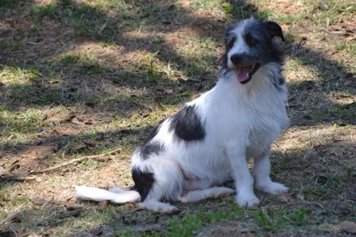 Cachorro ra a SRD idade 2 anos nome FAÍSQUINHA