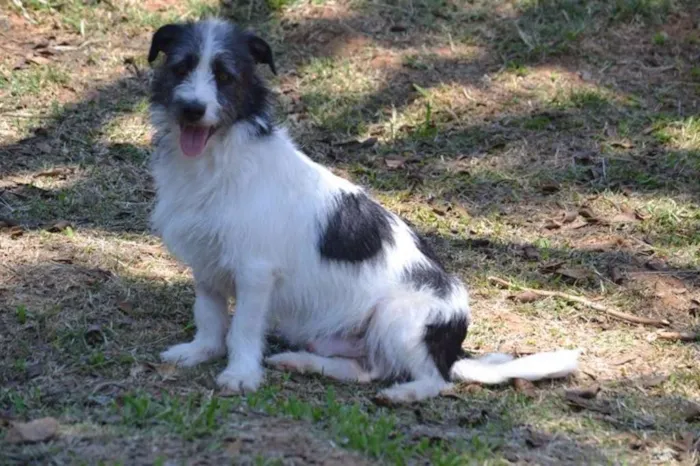 Cachorro ra a SRD idade 2 anos nome FAÍSQUINHA