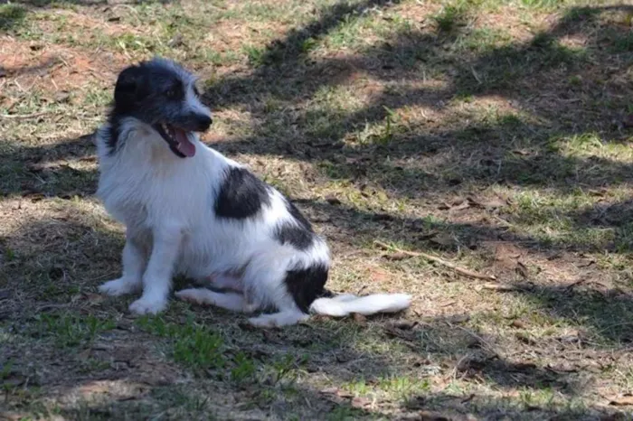 Cachorro ra a SRD idade 2 anos nome FAÍSQUINHA