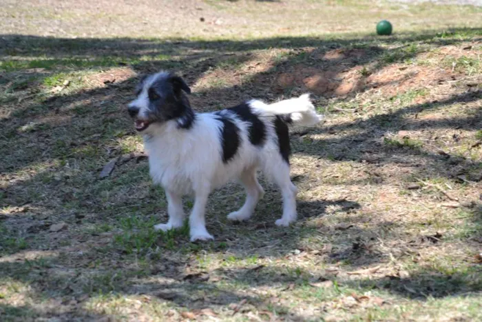 Cachorro ra a SRD idade 2 anos nome FAÍSQUINHA