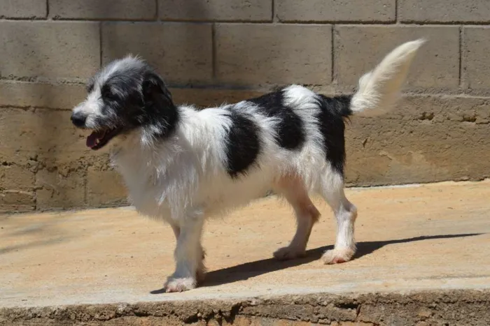Cachorro ra a SRD idade 2 anos nome FAÍSQUINHA