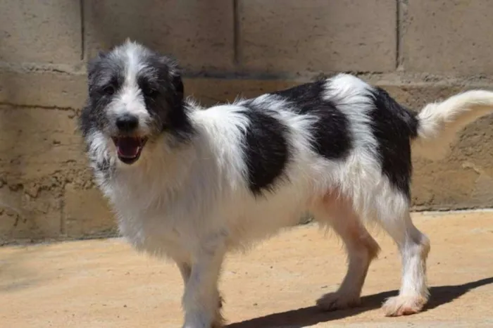 Cachorro ra a SRD idade 2 anos nome FAÍSQUINHA