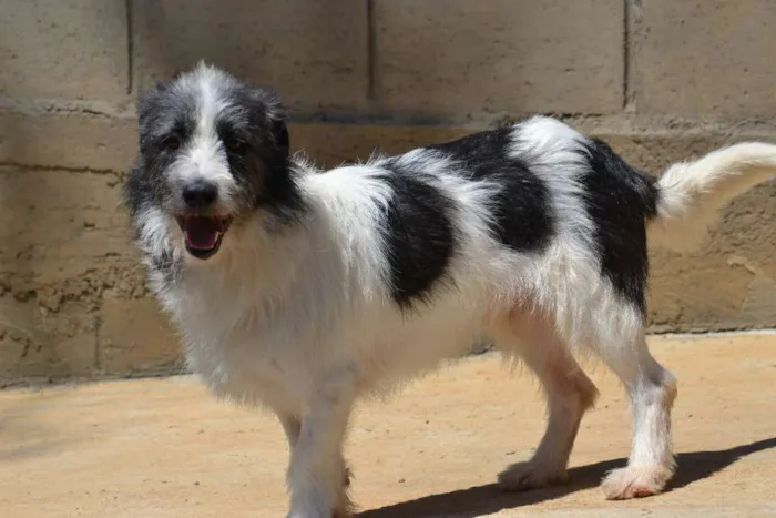 Cachorro ra a SRD idade 2 anos nome FAÍSQUINHA