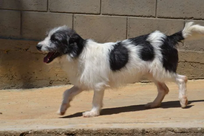 Cachorro ra a SRD idade 2 anos nome FAÍSQUINHA