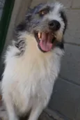 FAÍSQUINHA