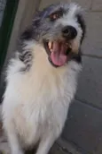 FAÍSQUINHA