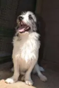 FAÍSQUINHA