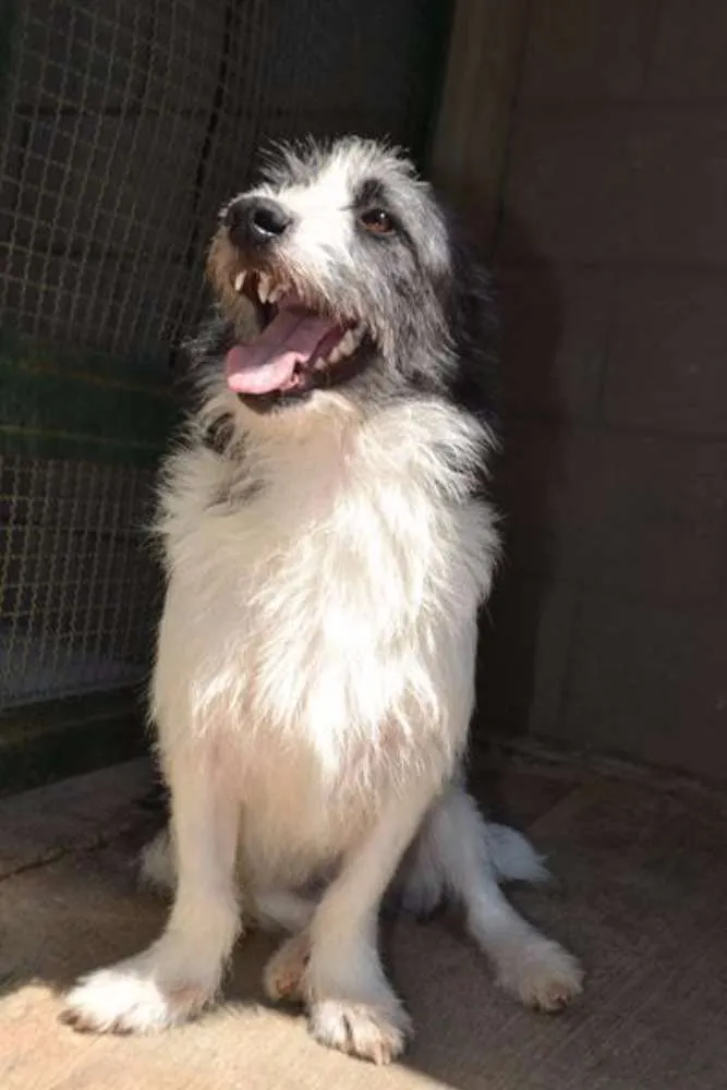 Cachorro ra a SRD idade 2 anos nome FAÍSQUINHA