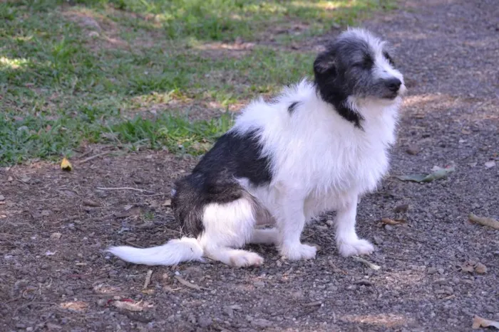 Cachorro ra a SRD idade 2 anos nome FAÍSQUINHA