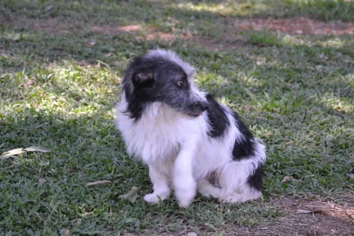 Cachorro ra a SRD idade 2 anos nome FAÍSQUINHA