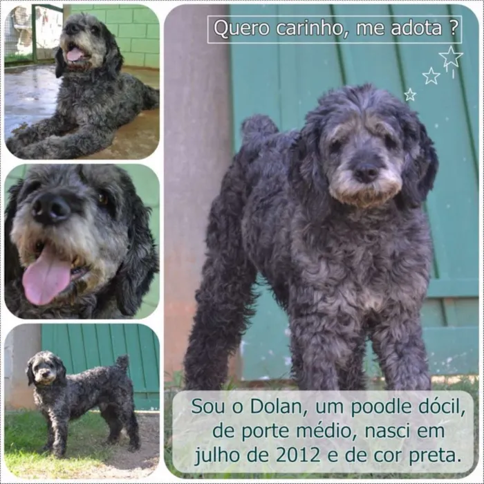 Cachorro ra a SRD idade 3 anos nome DOLAN