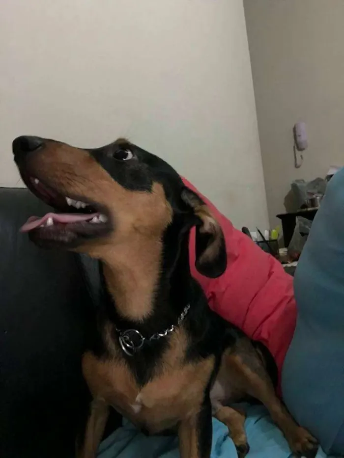 Cachorro ra a Basset idade 7 a 11 meses nome Pitoco