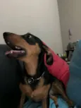 Pitoco