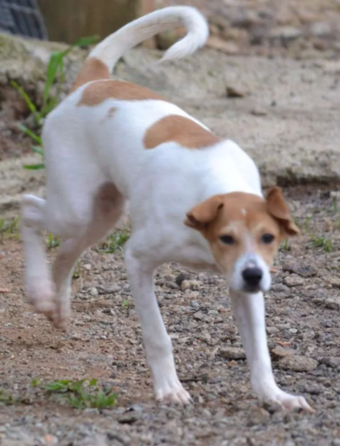 Cachorro ra a SRD idade 2 a 6 meses nome RUBI
