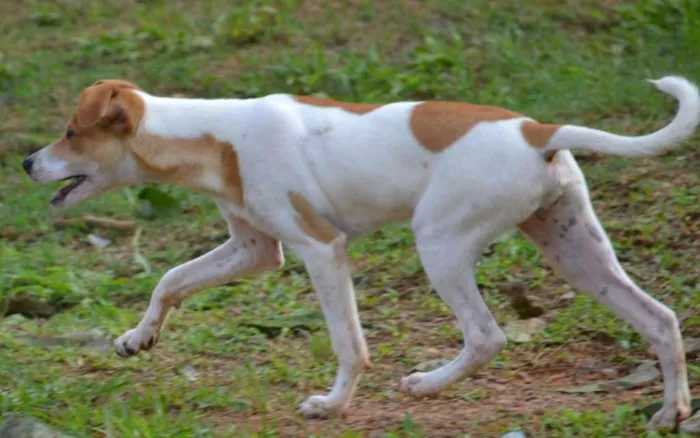 Cachorro ra a SRD idade 2 a 6 meses nome RUBI