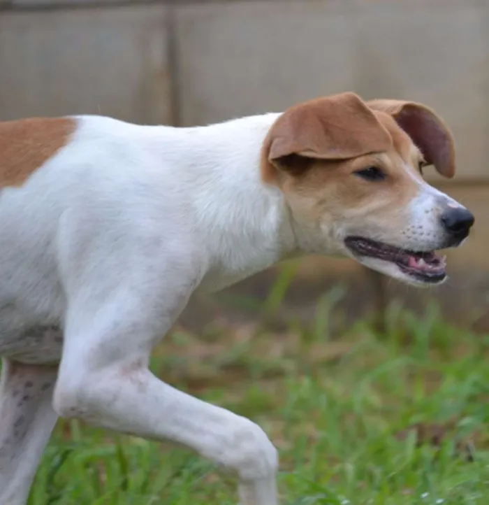 Cachorro ra a SRD idade 2 a 6 meses nome RUBI