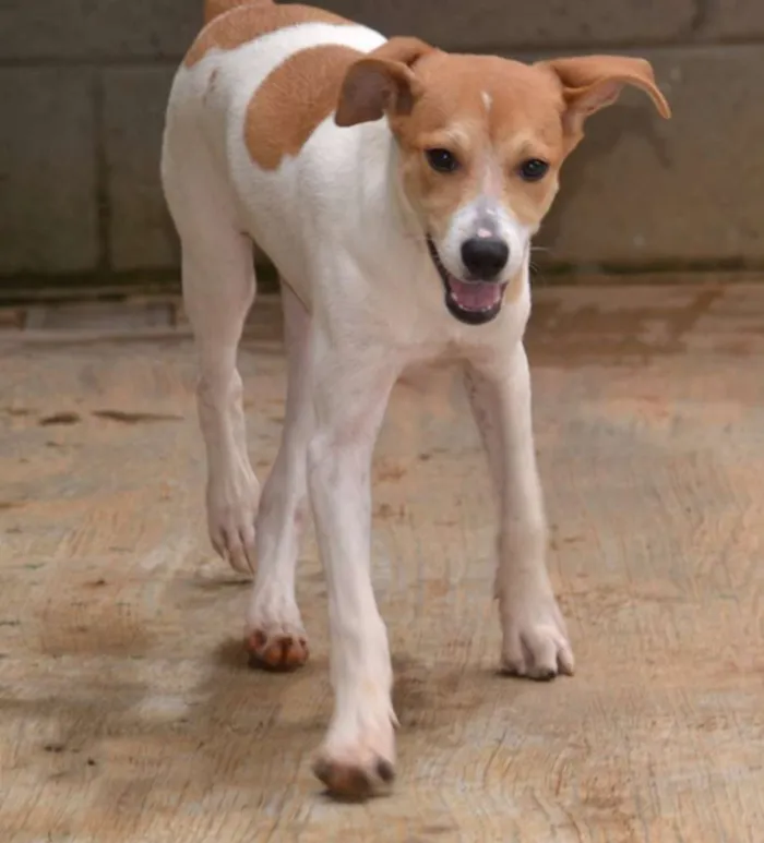 Cachorro ra a SRD idade 2 a 6 meses nome RUBI