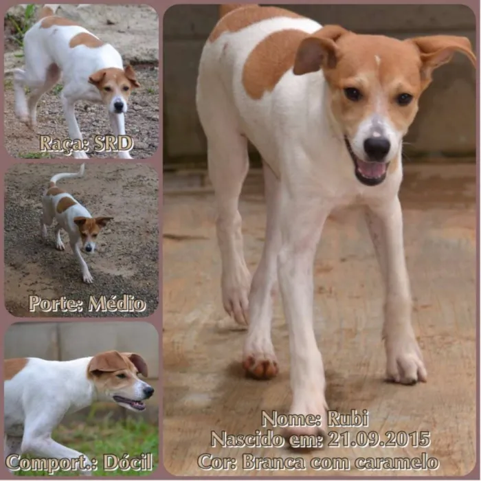 Cachorro ra a SRD idade 2 a 6 meses nome RUBI