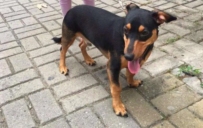 Cachorro ra a Basset idade 7 a 11 meses nome Pitoco