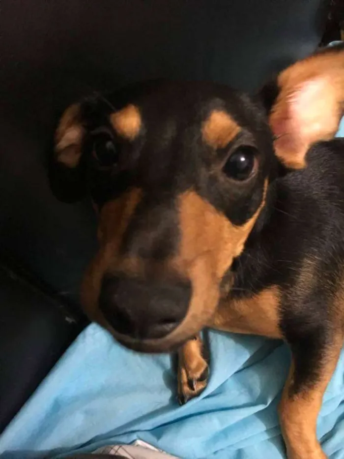 Cachorro ra a Basset idade 7 a 11 meses nome Pitoco
