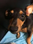 Pitoco