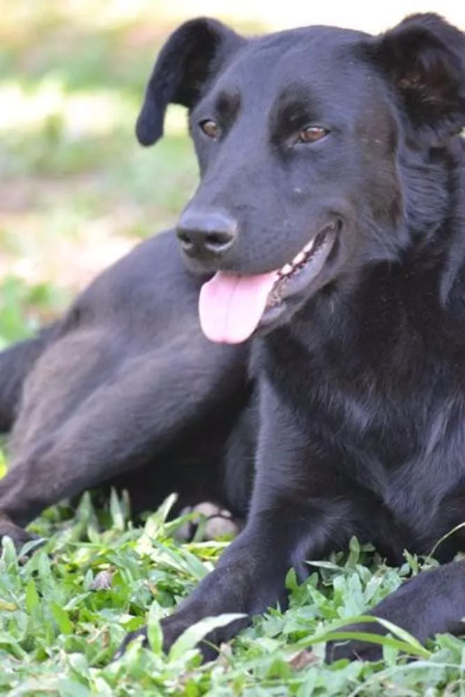 Cachorro ra a SRD idade 2 anos nome BARACK
