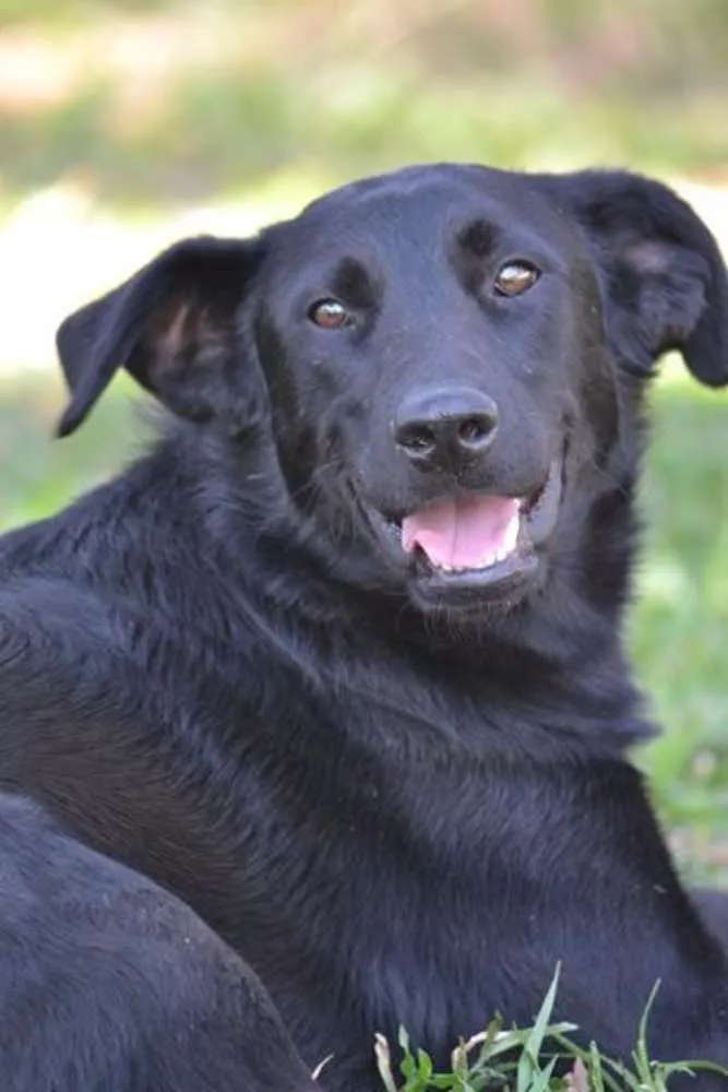 Cachorro ra a SRD idade 2 anos nome BARACK