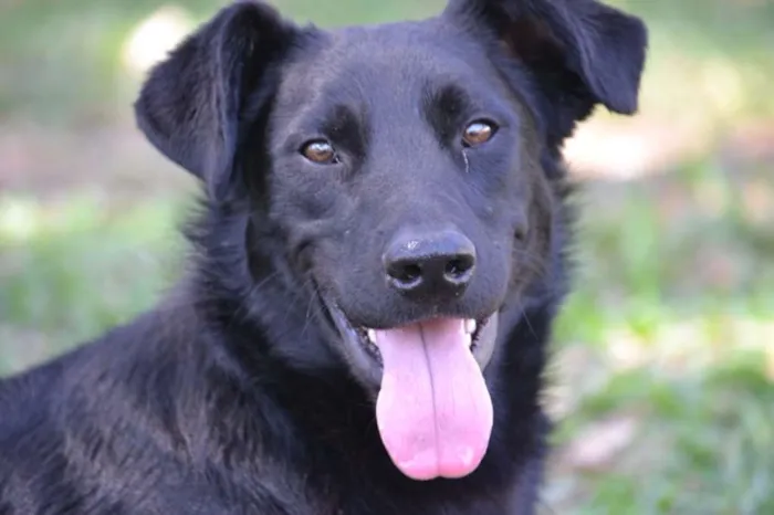 Cachorro ra a SRD idade 2 anos nome BARACK