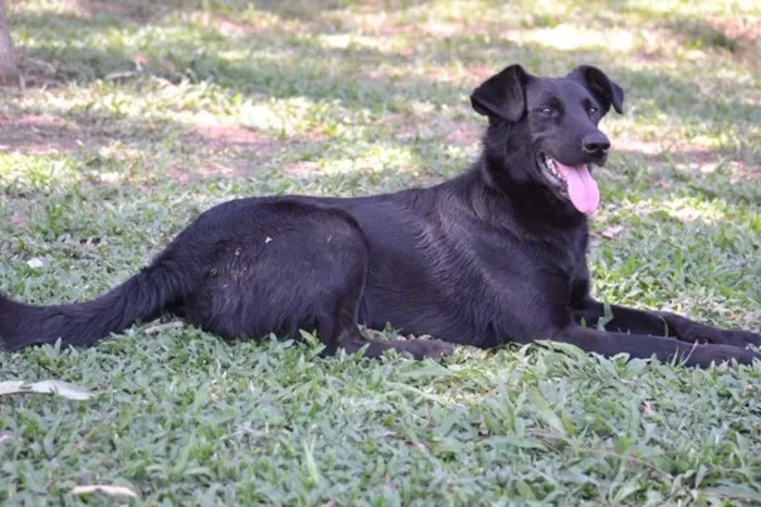 Cachorro ra a SRD idade 2 anos nome BARACK